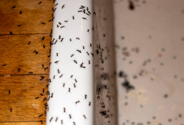 Best Mosquito Control Services  in Greenville, NY